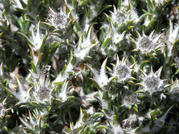 Helichrysum zwartbergense