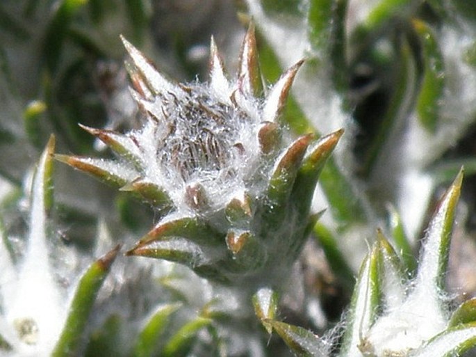 Helichrysum zwartbergense