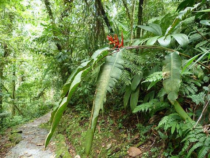 Heliconia lankesteri