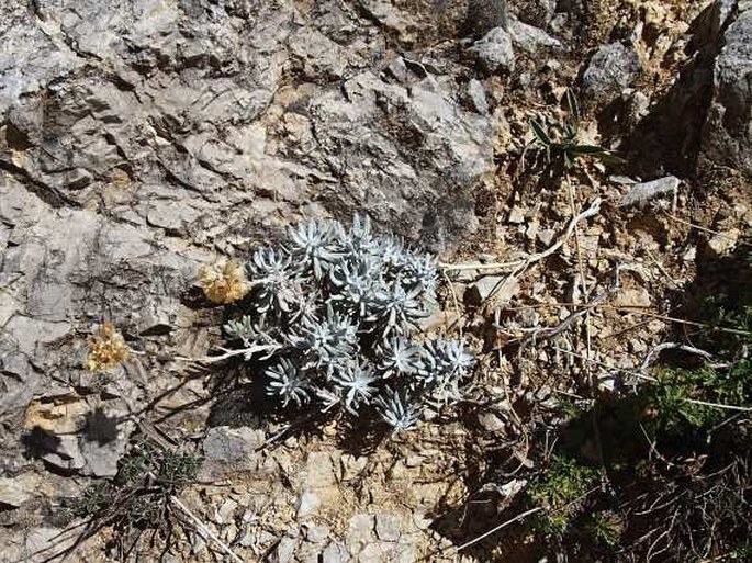 Helichrysum nebrodense