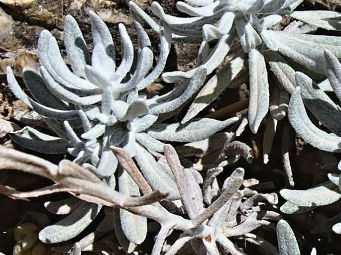 Helichrysum nebrodense