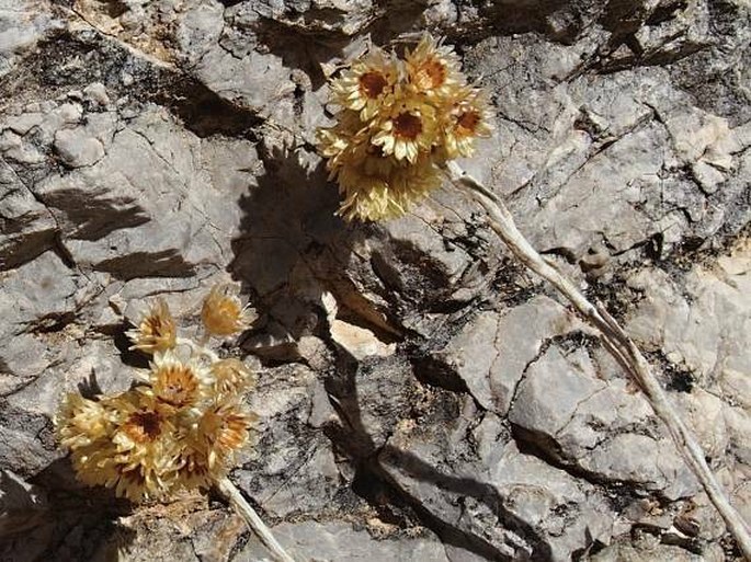 Helichrysum nebrodense