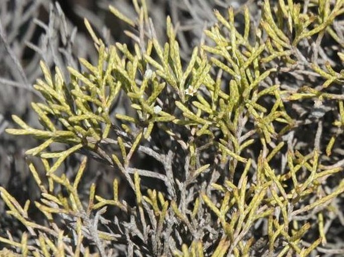 Helichrysum dichotomum