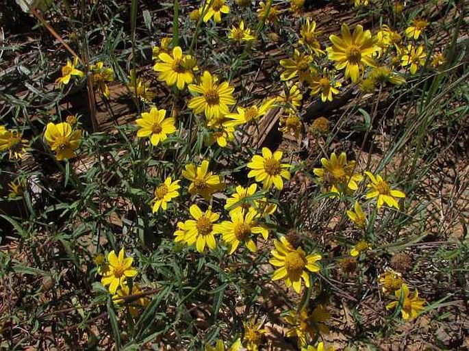 Heliomeris longifolia