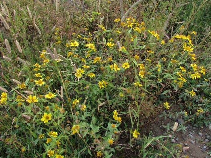 Heliomeris multiflora