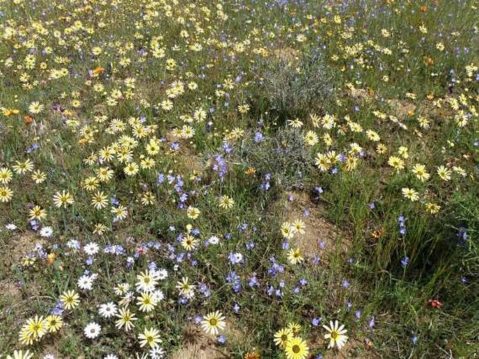 Heliophila acuminata