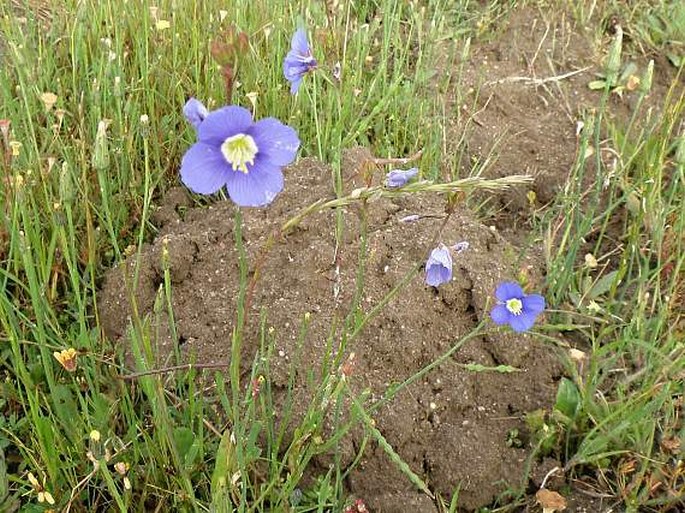 Heliophila acuminata