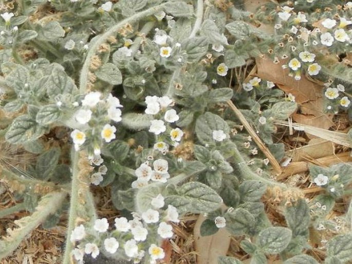 Heliotropium hirsutissimum