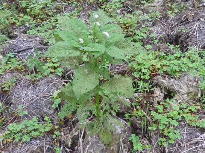 Heliotropium indicum