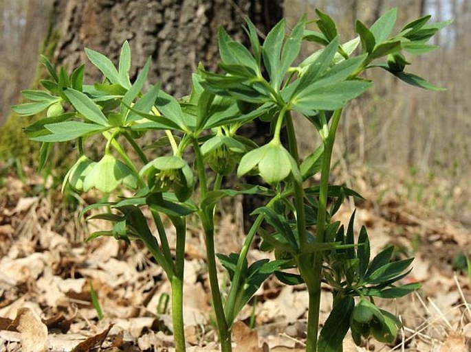 Helleborus dumetorum