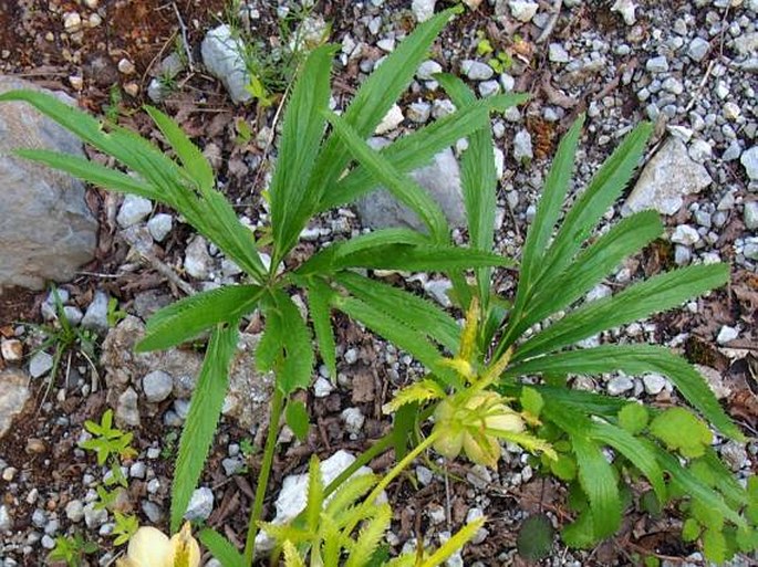 Helleborus multifidus