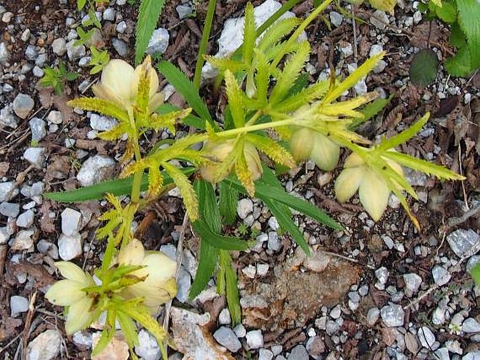 Helleborus multifidus