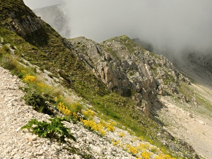 Heracleum sphondylium subsp. orsinii