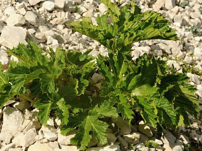 Heracleum sphondylium subsp. orsinii