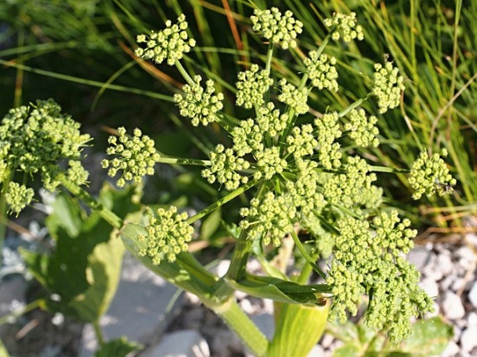 Heracleum sphondylium subsp. orsinii