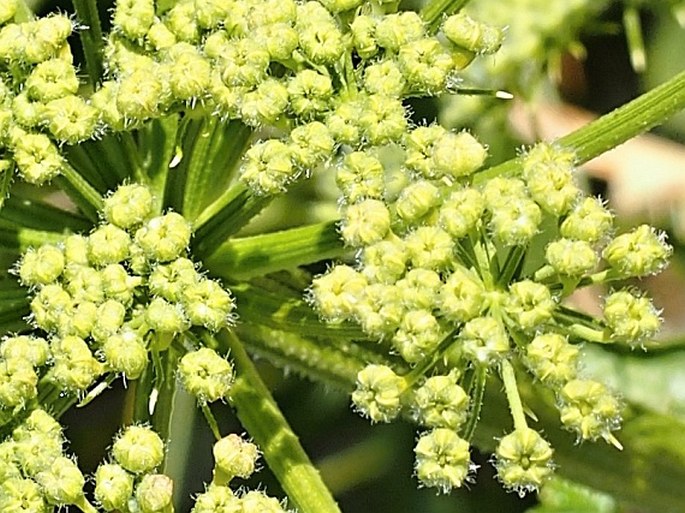 Heracleum sphondylium subsp. orsinii