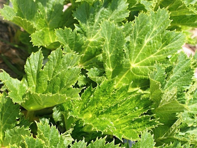 Heracleum sphondylium subsp. orsinii