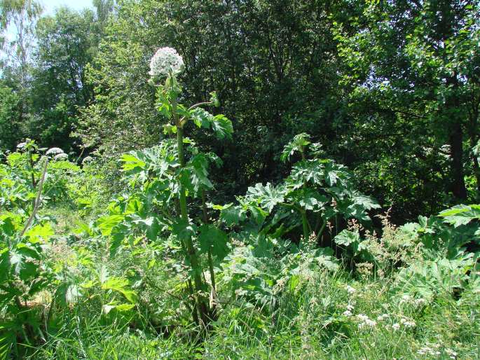 Heracleum sosnowskyi