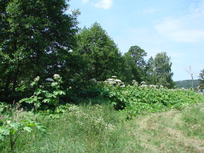 Heracleum sosnowskyi