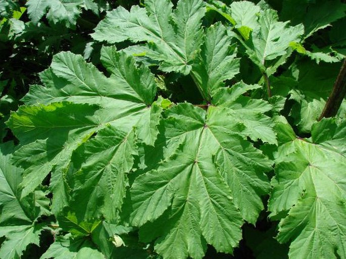 Heracleum sosnowskyi