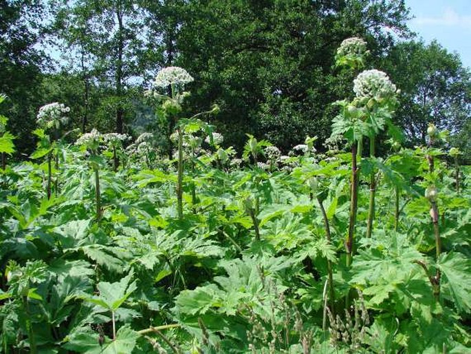 Heracleum sosnowskyi