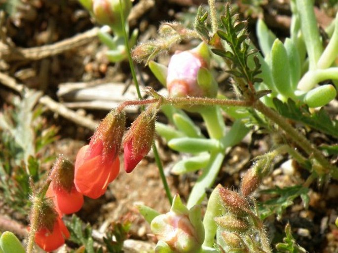 Hermannia diffusa
