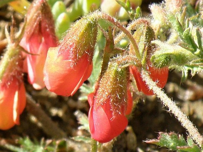Hermannia diffusa