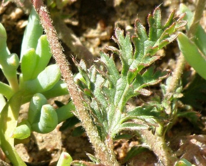 Hermannia diffusa