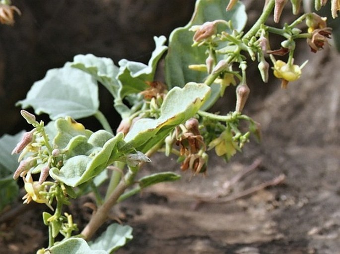 Hermannia paniculata