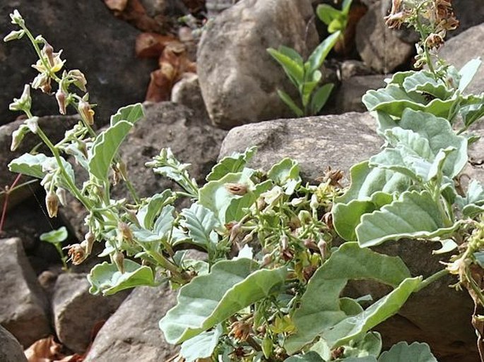 Hermannia paniculata