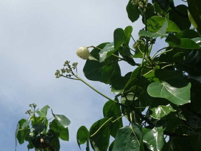 Hernandia nymphaeifolia