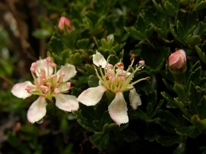 HESPEROMELES OBTUSIFOLIA (DC.) Lindl.