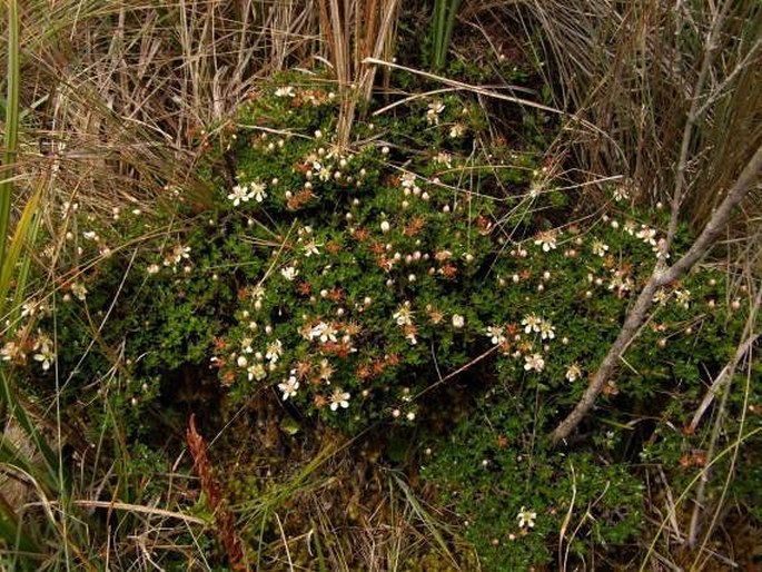 Hesperomeles obtusifolia