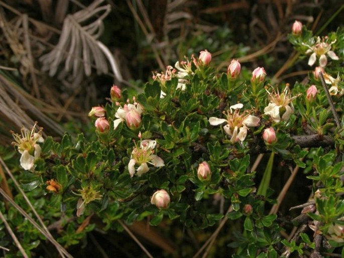 Hesperomeles obtusifolia