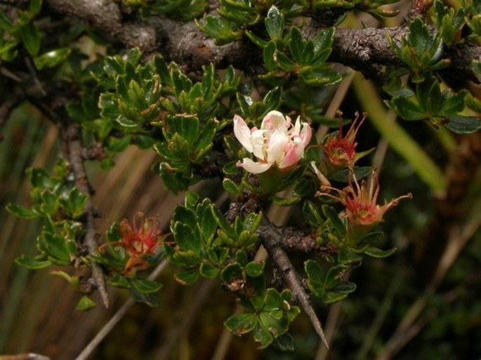 Hesperomeles obtusifolia