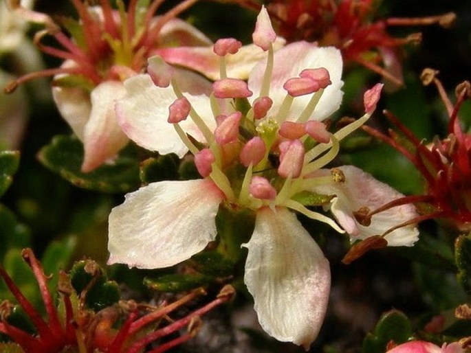 Hesperomeles obtusifolia