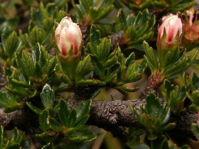 Hesperomeles obtusifolia