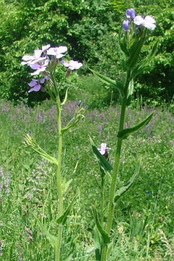 Hesperis sylvestris