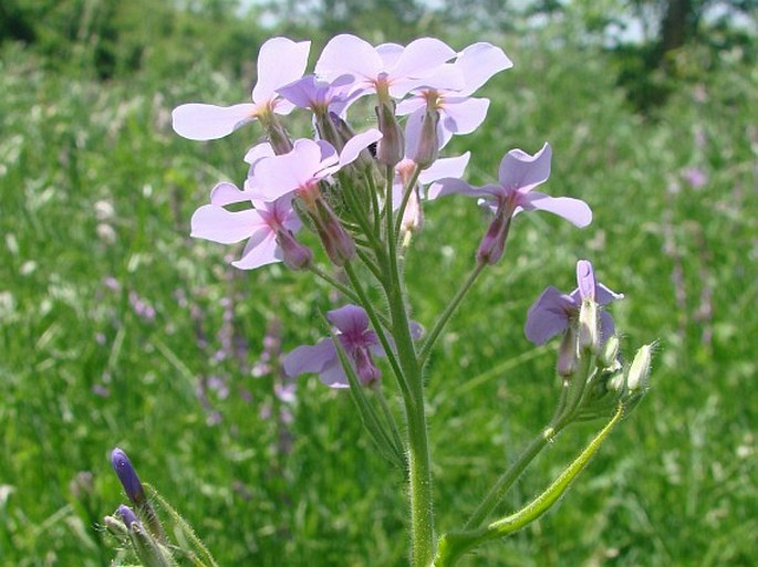 Hesperis sylvestris