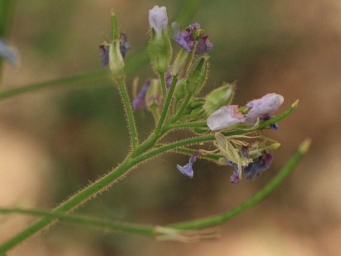 Hesperis sylvestris