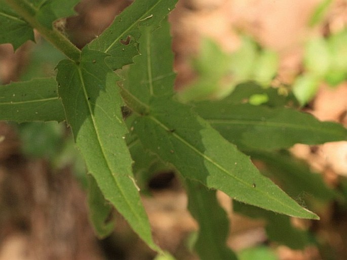 Hesperis sylvestris