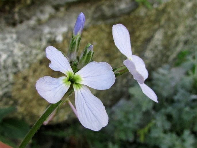 Hesperis matronalis subsp. voronovii