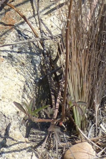 Hibiscus antanossarum