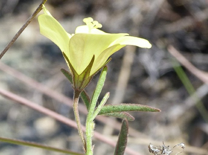 HIBISCUS ANTANOSSARUM Baill. – ibišek / ibištek