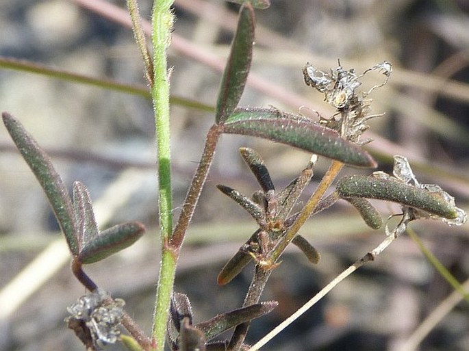 Hibiscus antanossarum