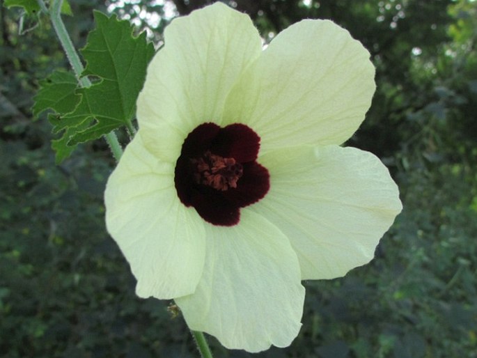 HIBISCUS VITIFOLIUS L. – ibišek / ibištek