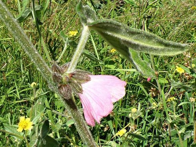 HIBISCUS MACRANTHUS Hochst. ex A. Rich. – ibišek / ibištek