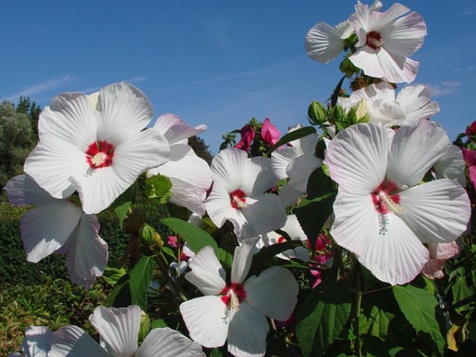 HIBISCUS MOSCHEUTOS L.