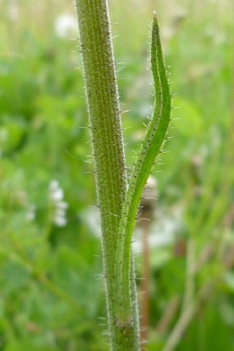 Hieracium densiflorum