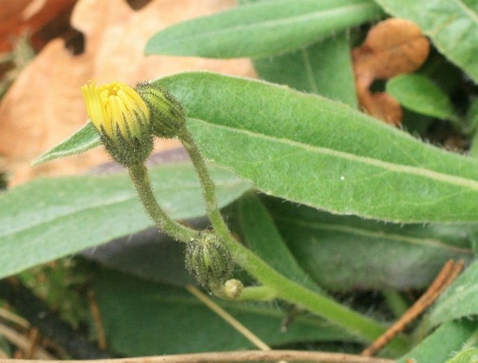 HIERACIUM KALKSBURGENSE Wiesb. – jestřábník skalkový / chlpánik kalksburgský